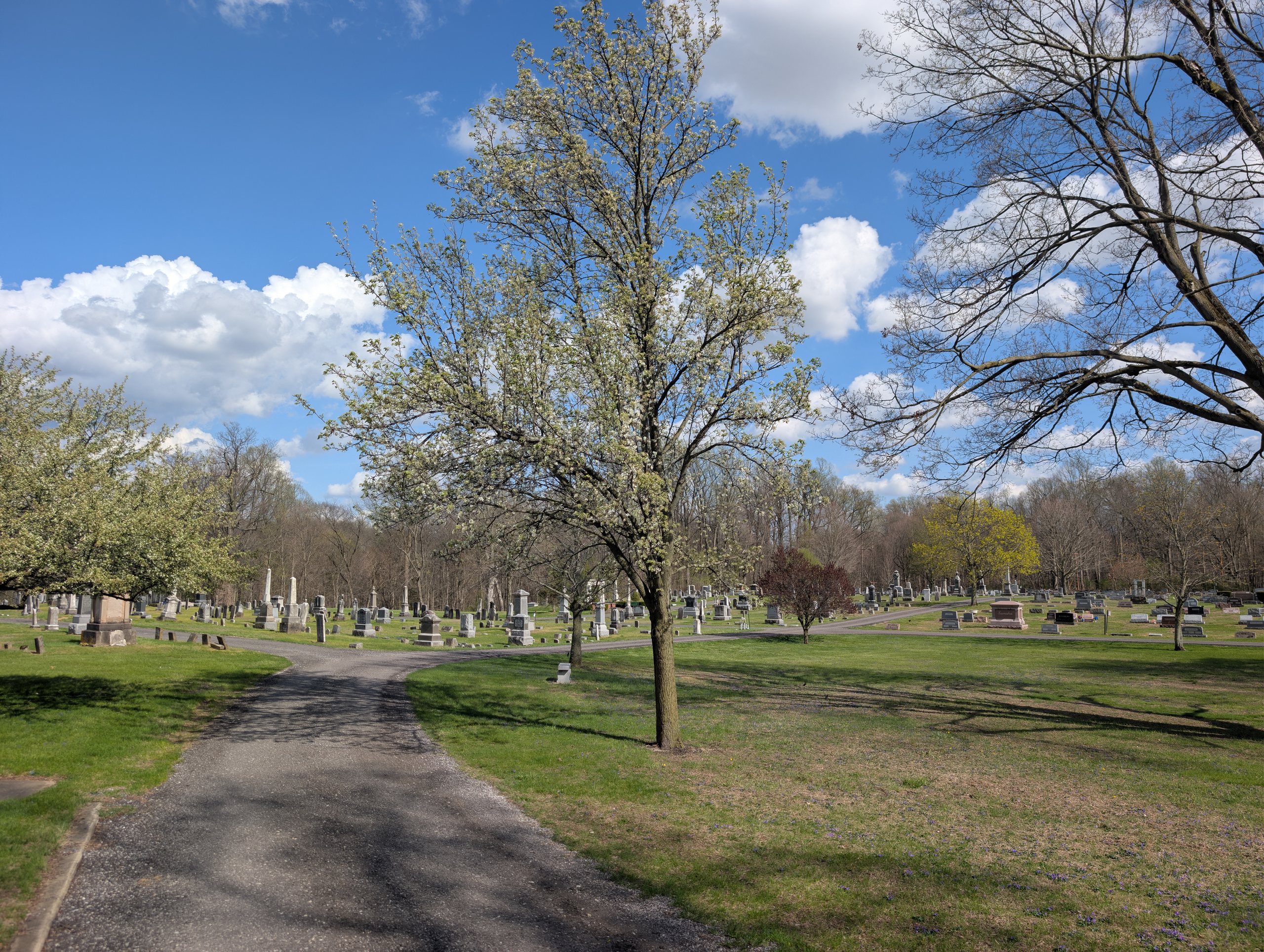 View across Milan Cemetery burial grounds and mature trees